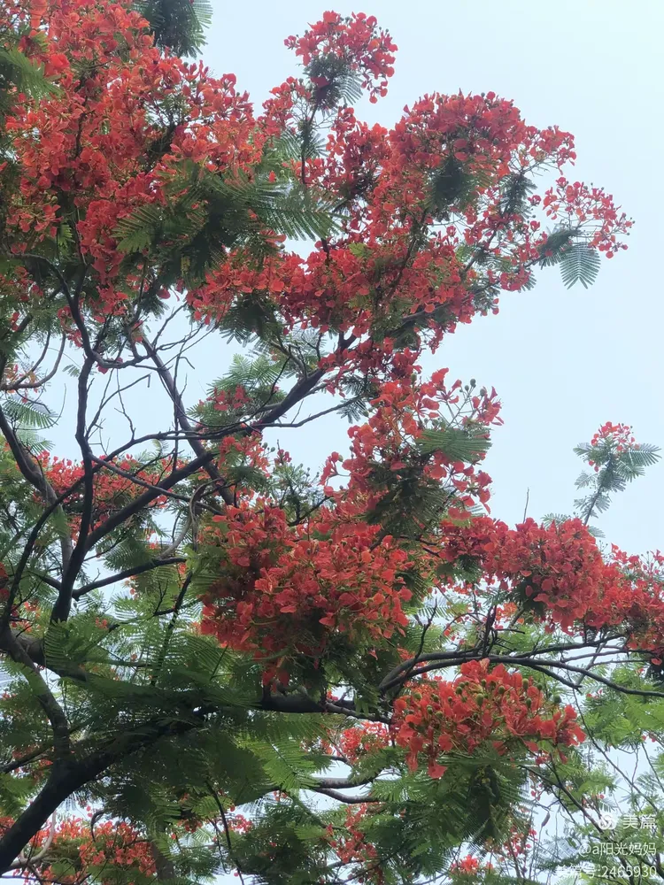 枝叶扶疏绿叶旺，火树结花展凤凰。